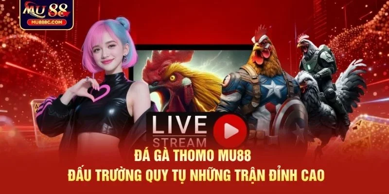 Đá gà thomo MU88